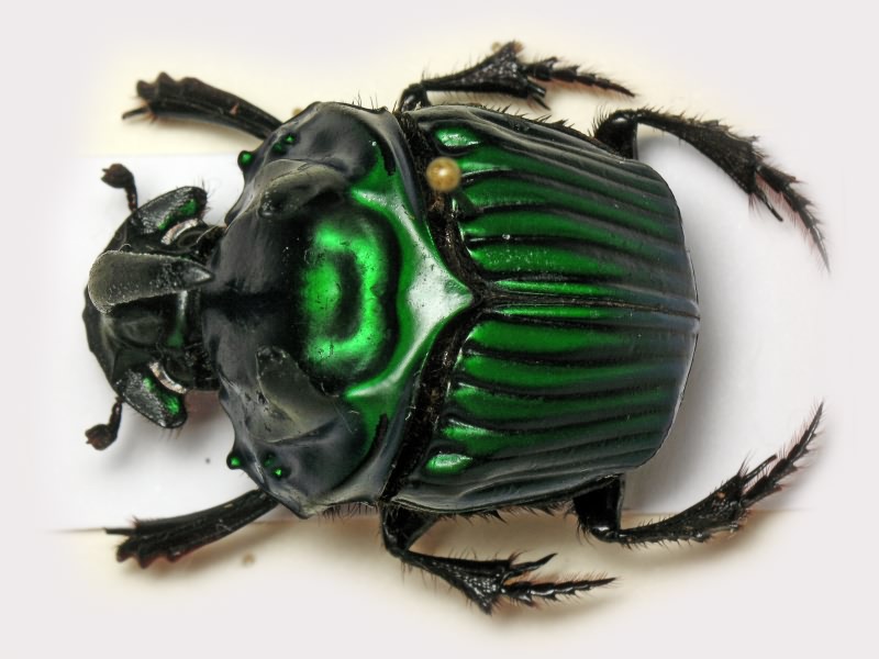 Oxysternon conspicillatum